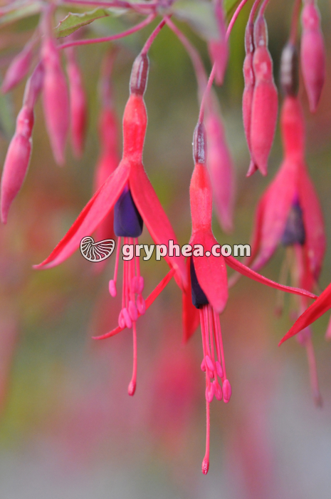 Fuschia (Fuchsia sp.) - fleurs (Onagracées) - gryphea.com